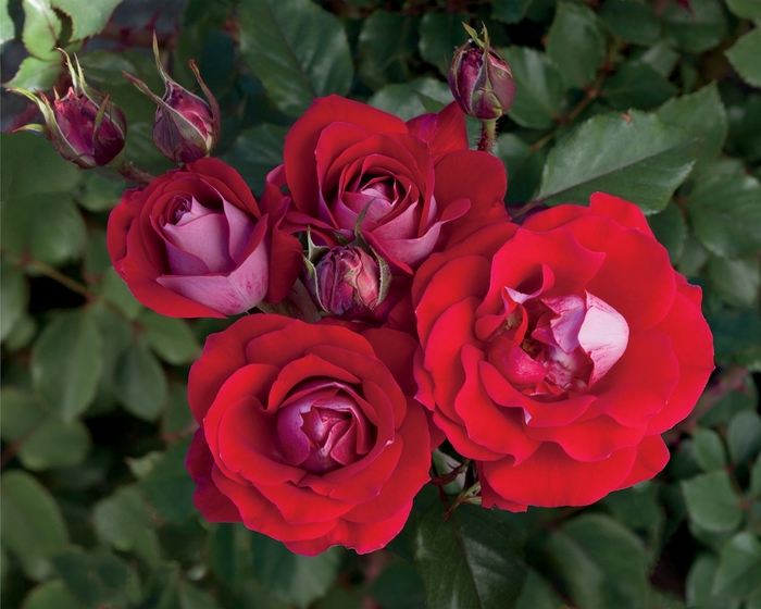 Take It Easy Rose - Rosa Floribunda 'Take It Easy' from Sloat Gardens