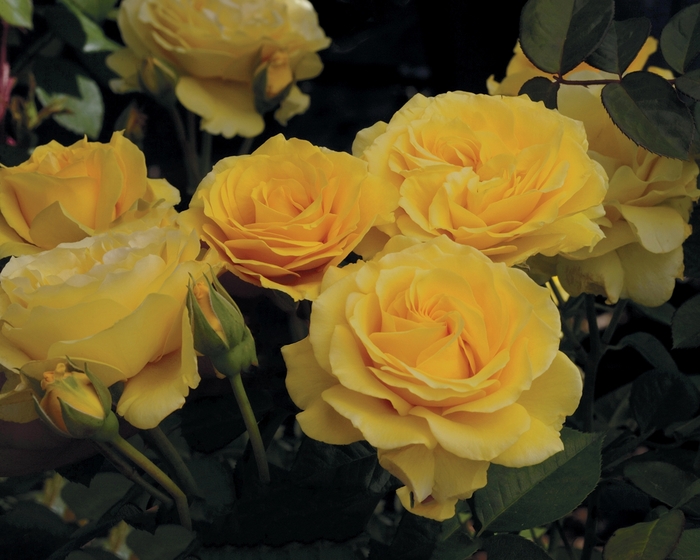 Doris Day Rose - Rosa Floribunda Doris Day from Sloat Gardens
