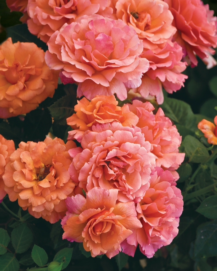 Easy Does It Rose - Rosa Floribunda 'Easy Does It' from Sloat Gardens