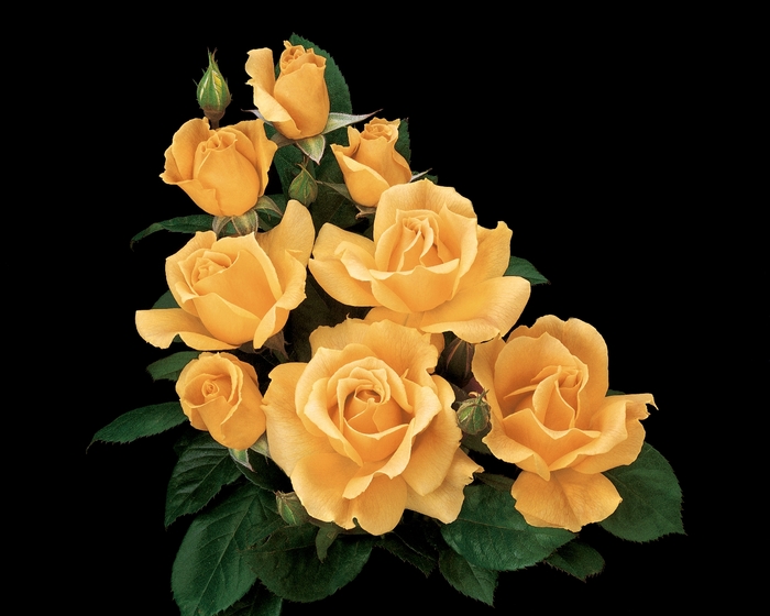 Easy Going Rose - Rosa Floribunda 'Easy Going' from Sloat Gardens