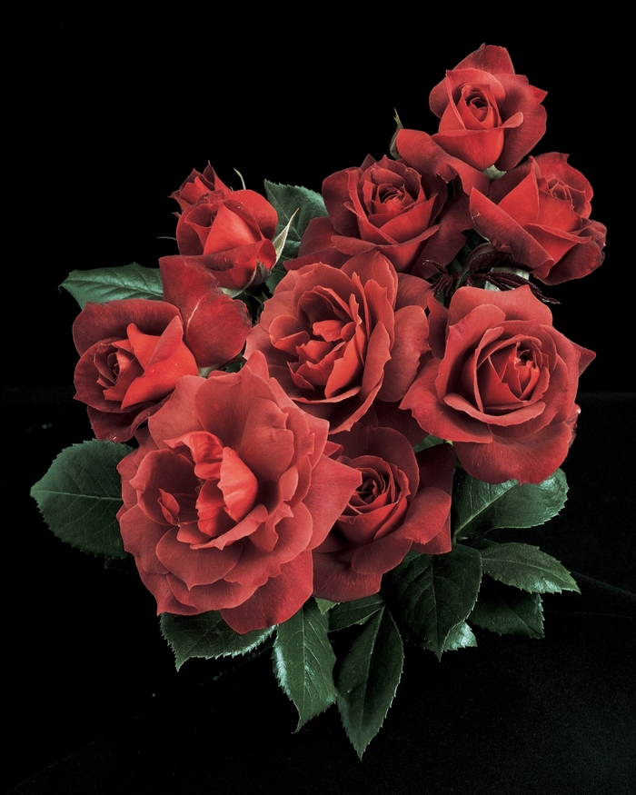 Hot Cocoa Rose - Rosa Floribunda 'Hot Cocoa' from Sloat Gardens