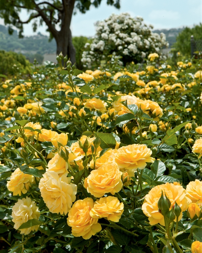 Julia Child Rose - Rosa Floribunda 'Julia Child' from Sloat Gardens