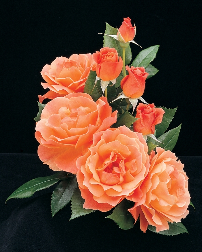 Livin Easy Rose - Rosa Floribunda 'Livin Easy' from Sloat Gardens