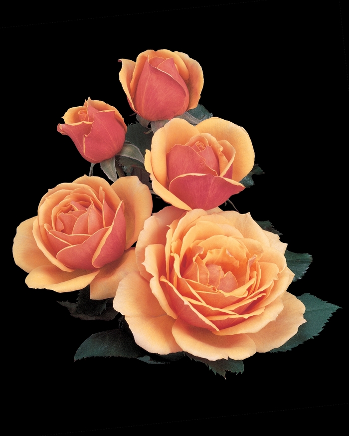 About Face Rose - Rosa Grandiflora About Face from Sloat Gardens