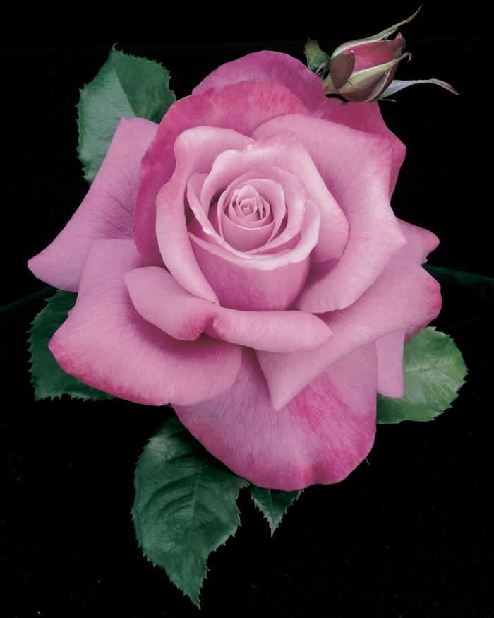 Barbra Streisand Rose - Rosa Hybrid Tea 'Barbra Streisand' from Sloat Gardens