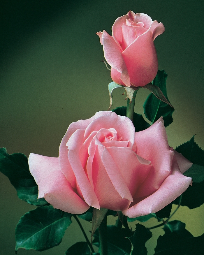 Bewitched Rose - Rosa Hybrid Tea 'Bewitched' from Sloat Gardens
