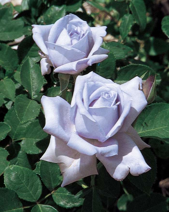 Blue Girl Rose - Rosa Hybrid Tea 'Blue Girl' from Sloat Gardens