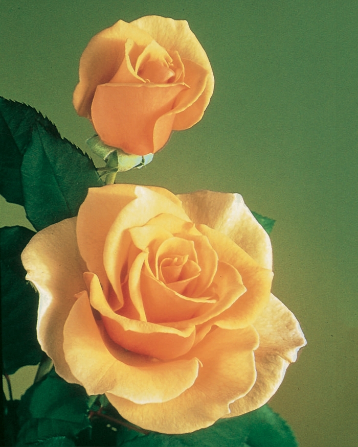 Brandy Rose - Rosa Hybrid Tea 'Brandy' from Sloat Gardens