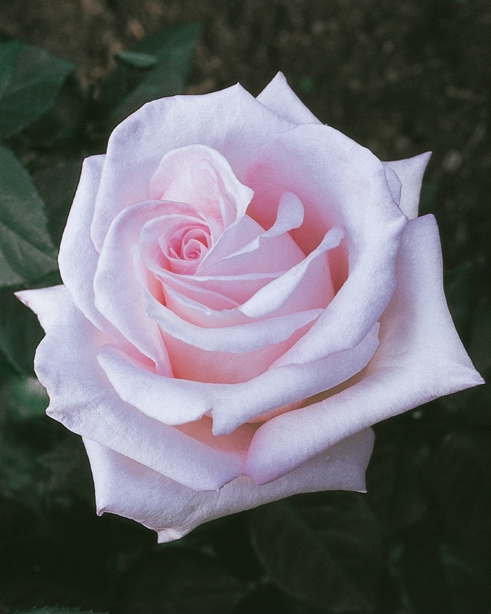 Brides Dream Rose - Rosa Hybrid Tea 'Brides Dream' from Sloat Gardens