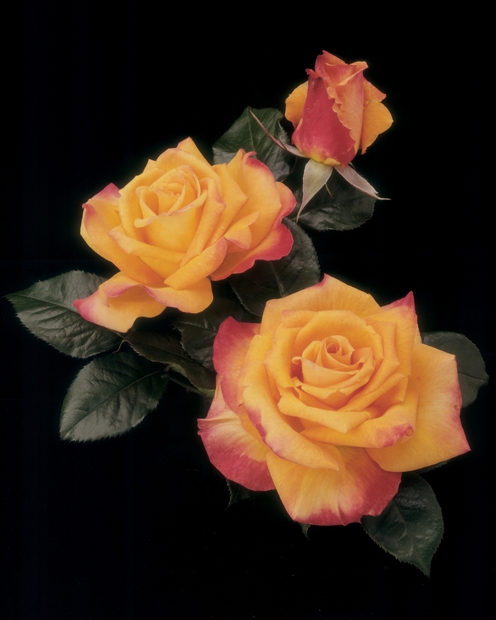 Chris Evert Rose - Rosa Hybrid Tea 'Chris Evert' from Sloat Gardens