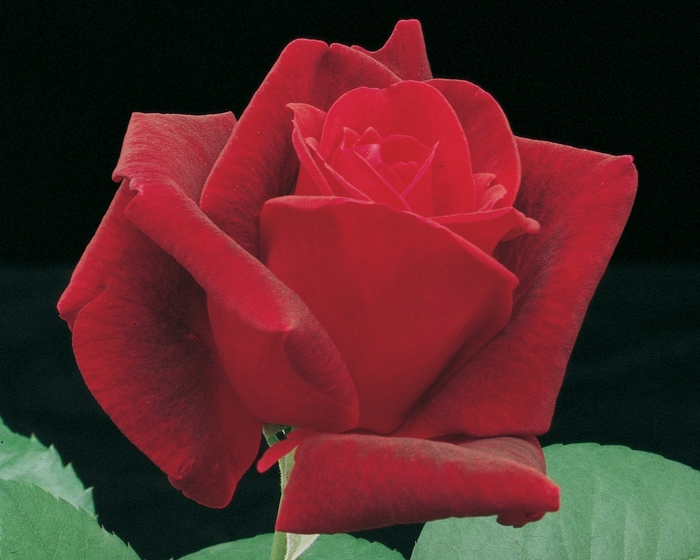 Chrysler Imperial Rose - Rosa Hybrid Tea 'Chrysler Imperial' from Sloat Gardens