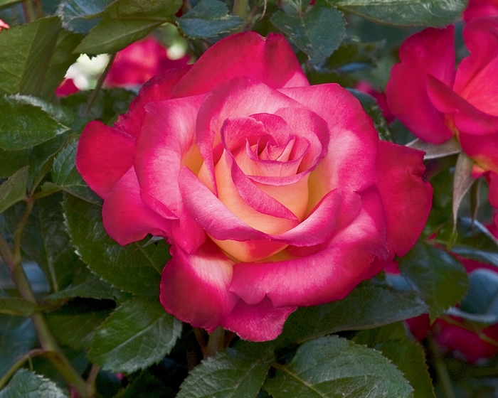 Dick Clark Rose - Rosa Grandiflora 'Dick Clark' from Sloat Gardens