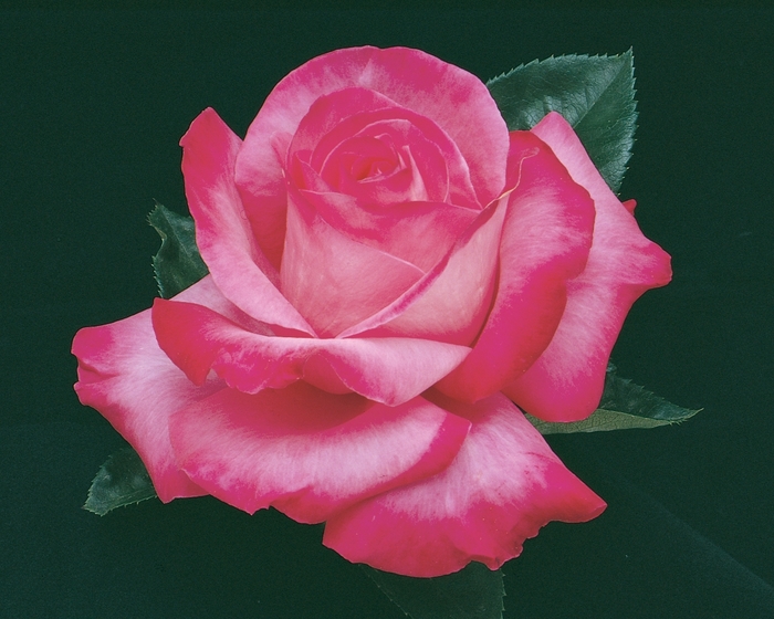 Elizabeth Taylor Rose - Rosa Hybrid Tea 'Elizabeth Taylor' from Sloat Gardens