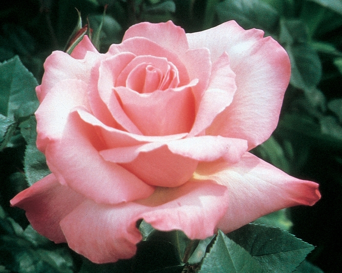 First Prize Rose - Rosa Hybrid Tea 'First Prize' from Sloat Gardens
