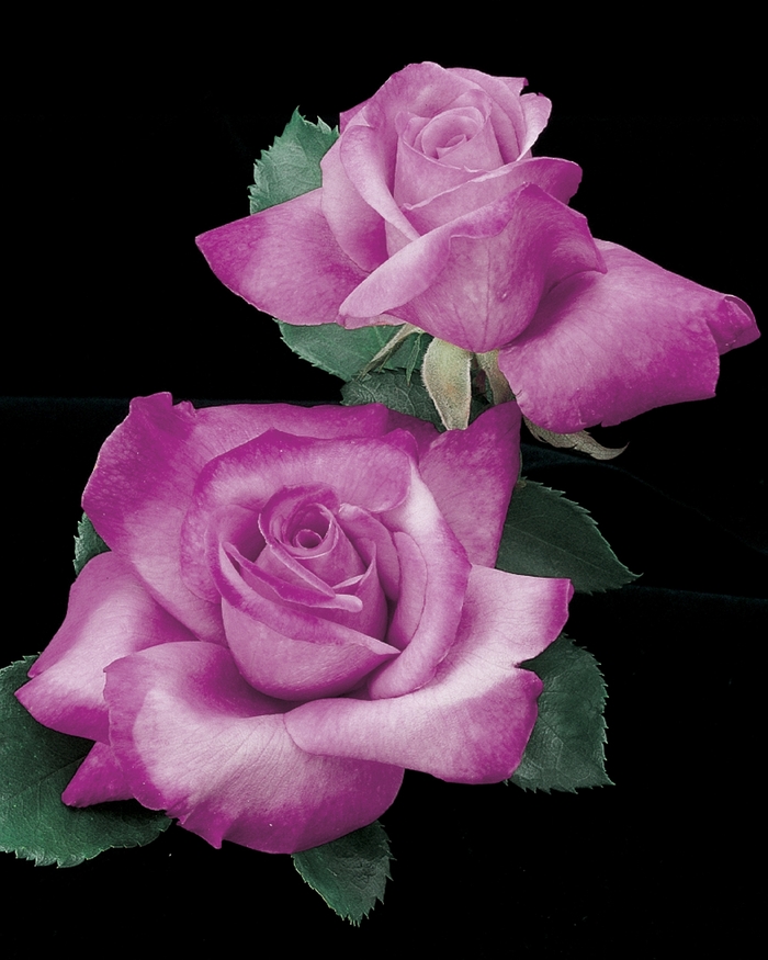 Fragrant PlumRose - Rosa Grandiflora 'Fragrant Plum' from Sloat Gardens