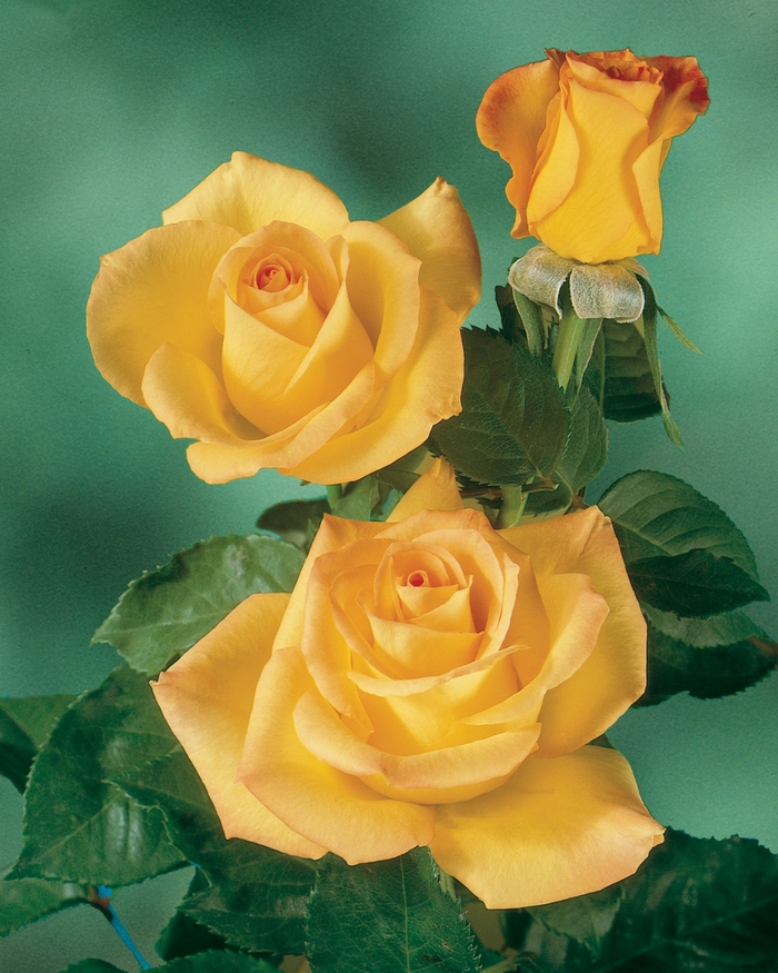 Gold Medal ® - Rosa'AROyqueli' from Sloat Gardens