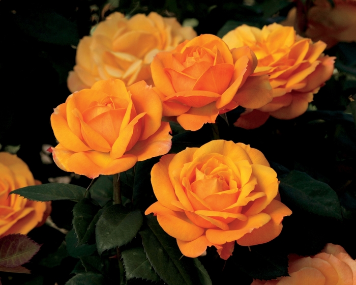 Good as Gold Rose - Rosa Hybrid Tea 'Good as Gold' from Sloat Gardens