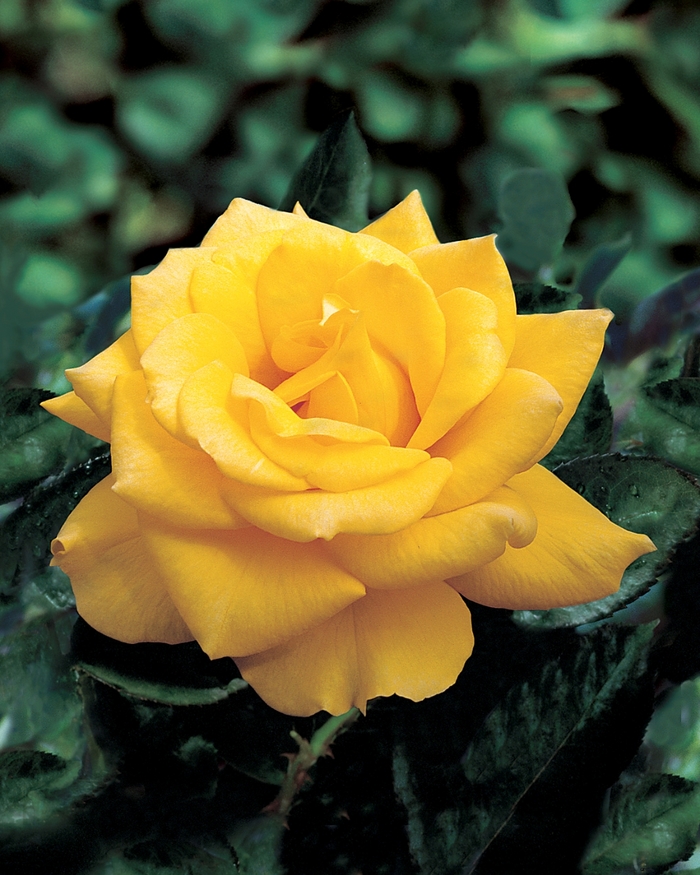 Henry Fonda Rose - Rosa Hybrid Tea 'Henry Fonda' from Sloat Gardens