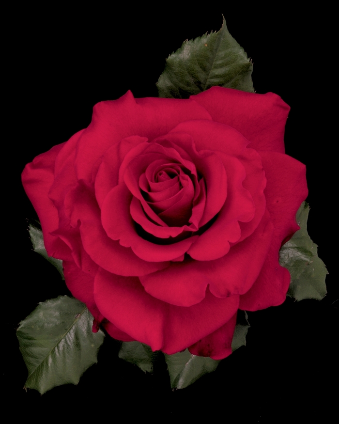 In the Mood Rose - Rosa Hybrid Tea 'In the Mood' from Sloat Gardens
