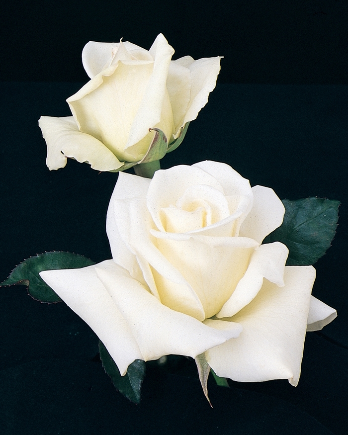 John F Kennedy Rose - Rosa Hybrid Tea 'John F Kennedy' from Sloat Gardens