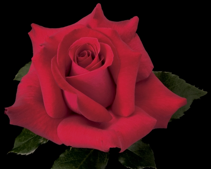 Let Freedom Ring Rose - Rosa Hybrid Tea 'Let Freedom Ring' from Sloat Gardens