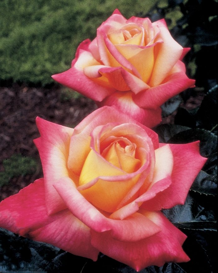Love and Peace Rose - Rosa Hybrid Tea 'Love and Peace' from Sloat Gardens