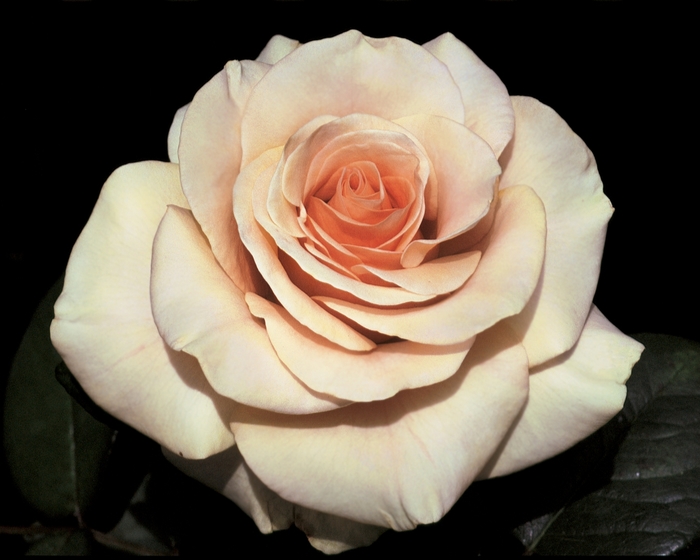 Marilyn Monroe Rose - Rosa Hybrid Tea 'Marilyn Monroe' from Sloat Gardens
