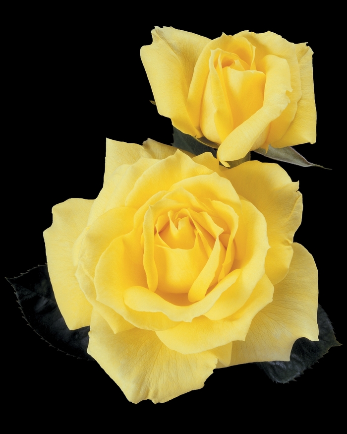 Mellow Yellow Rose - Rosa Hybrid Tea 'Mellow Yellow' from Sloat Gardens