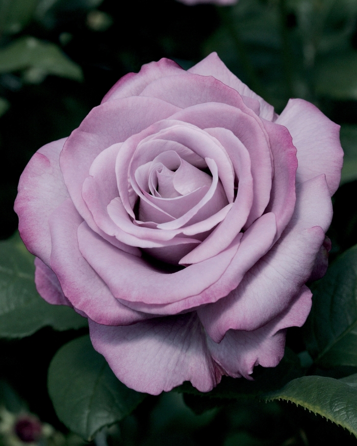 Neptune Rose - Rosa Hybrid Tea 'Neptune' from Sloat Gardens