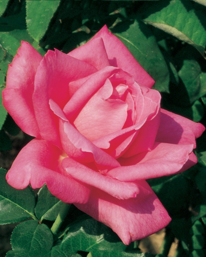 Perfume Delight Rose - Rosa Hybrid Tea 'Perfume Delight' from Sloat Gardens