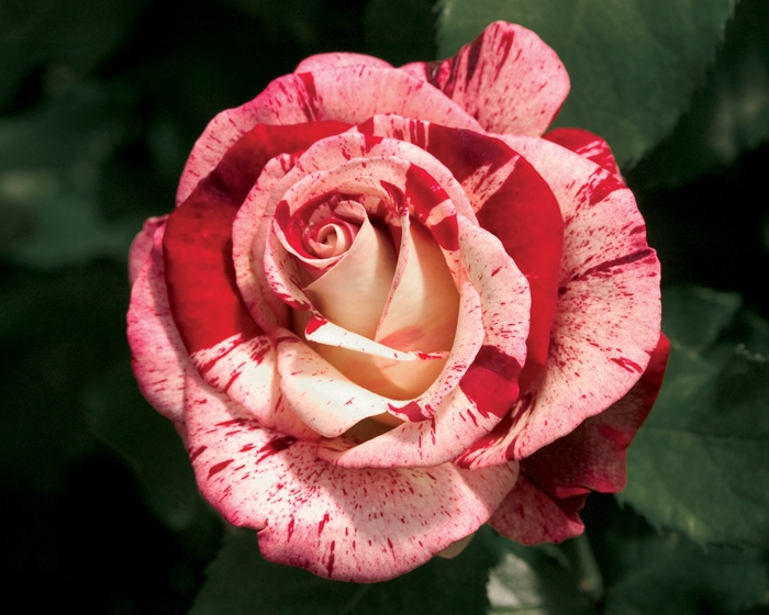 Rock & Roll Rose - Rosa Hybrid Tea 'Rock & Roll' from Sloat Gardens