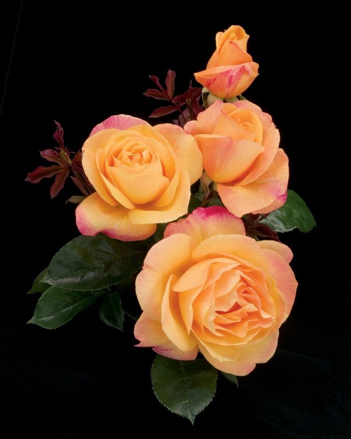Strike It Rich Rose - Rosa Grandiflora 'Strike It Rich' from Sloat Gardens