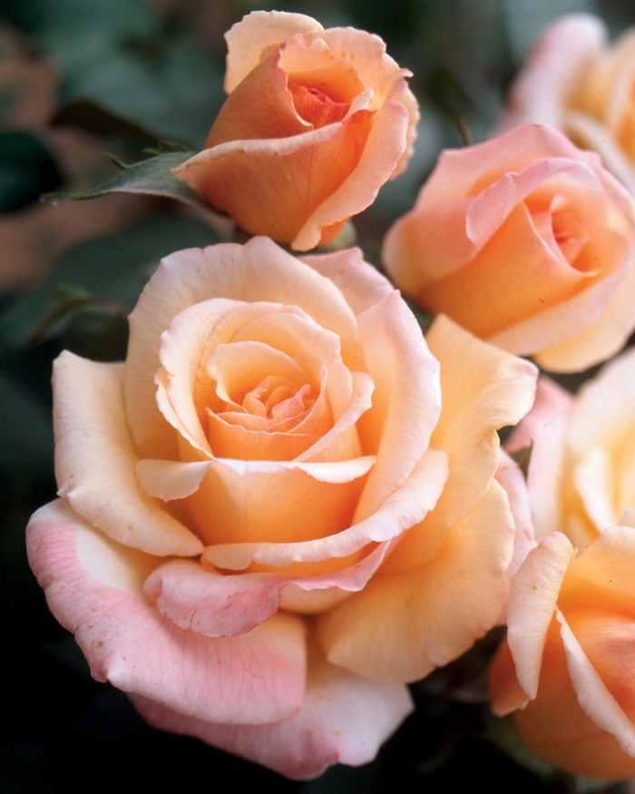 Tahitian Sunset Rose - Rosa Hybrid Tea 'Tahitian Sunset' from Sloat Gardens