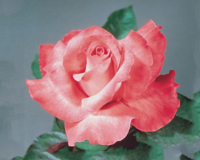 Touch of Class Rose - Rosa Hybrid Tea 'Touch of Class' from Sloat Gardens