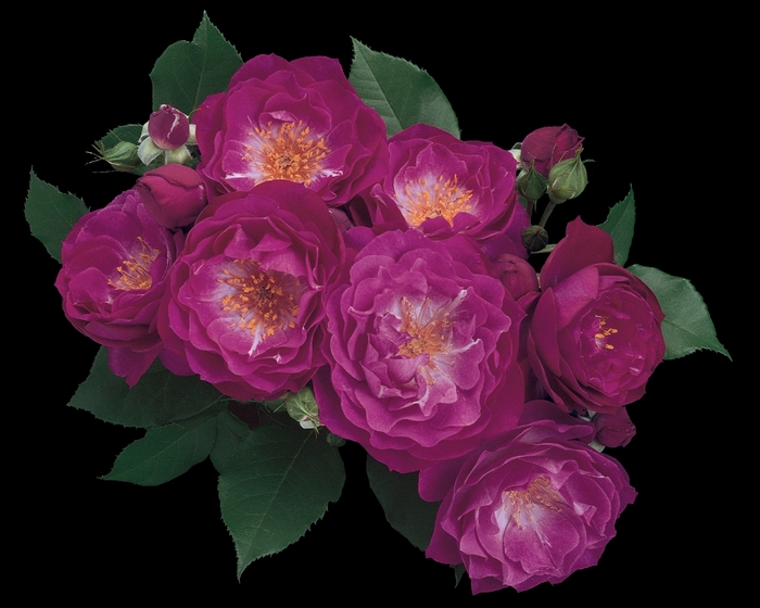 Wild Blue Yonder Rose - Rosa Grandiflora 'Wild Blue Yonder' from Sloat Gardens