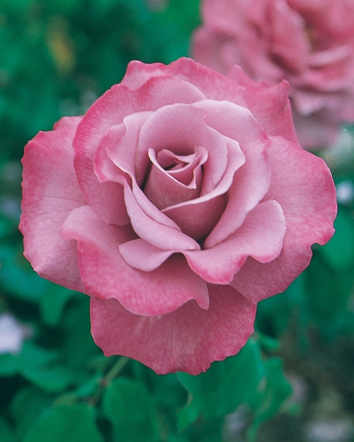 Rose - Rosa 'Angel Face' from Sloat Gardens