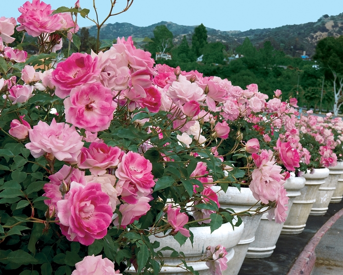 Brilliant Pink Iceberg Rose - Rosa Floribunda 'Brilliant Pink Iceberg' from Sloat Gardens