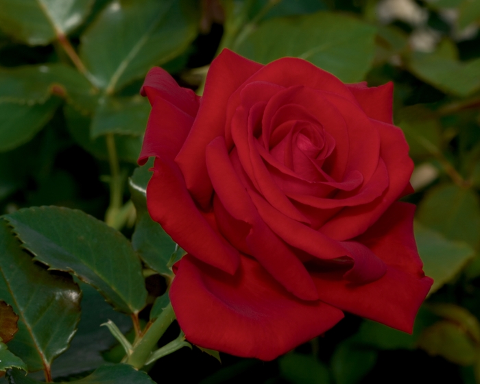 Drop Dead Red Rose - Rosa Floribunda 'Drop Dead Red' from Sloat Gardens