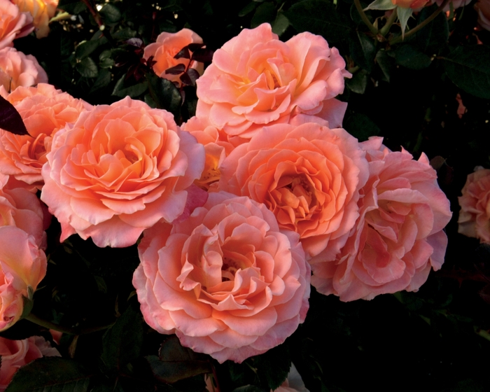 Jump For Joy Rose - Rosa Floribunda 'Jump For Joy' from Sloat Gardens