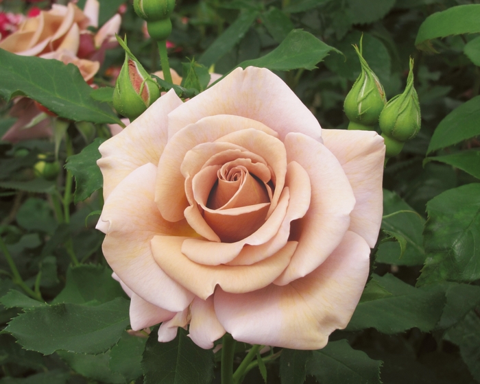 Koko Loko Rose - Rosa Floribunda 'Koko Loko' from Sloat Gardens