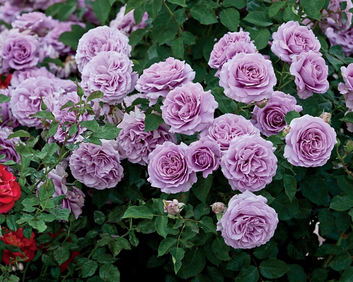 Love Song Rose - Rosa Floribunda 'Love Song' from Sloat Gardens