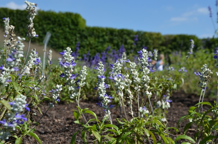 Mealy-cup Sage - Salvia farinacea 'Strata 05F06C-2' from Sloat Gardens