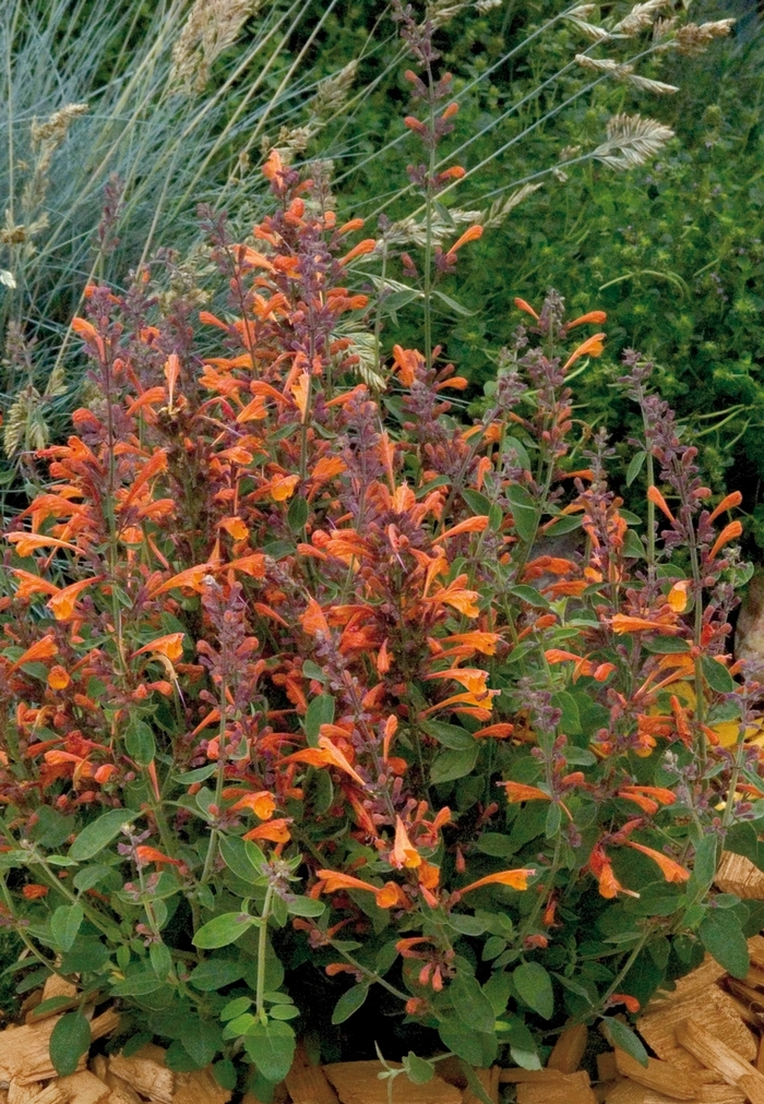 Tango Agastache - Agastache aurantiaca ''Tango'' from Sloat Gardens