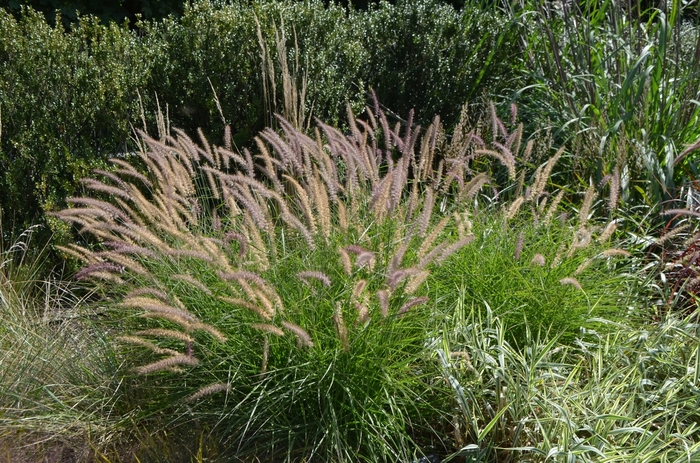 Oriental Fountain Grass - Pennisetum orientale 'Karley Rose' from Sloat Gardens