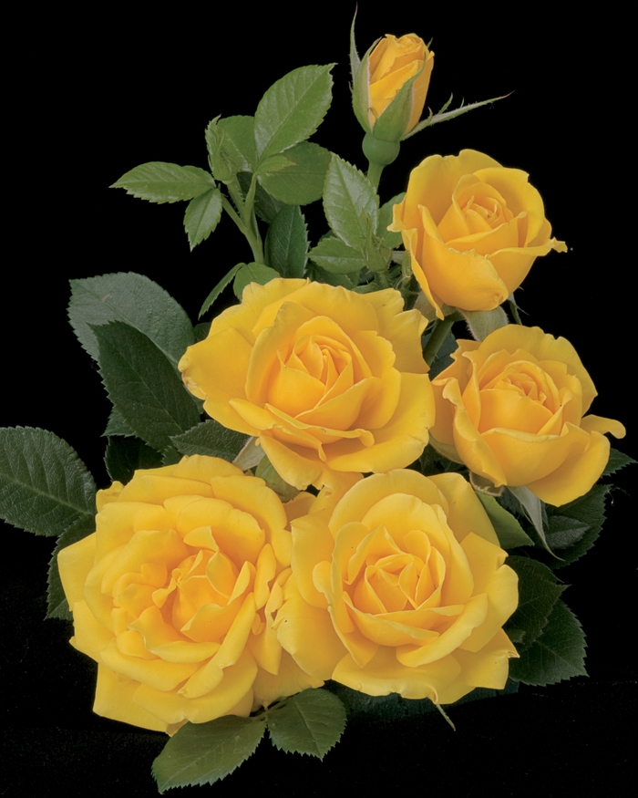 Floribunda Rose - Rosa 'Shockwave' from Sloat Gardens