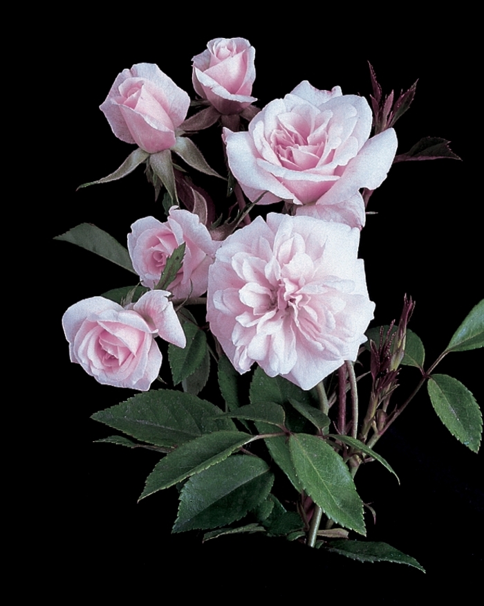 Climbing Cecile Brunner Rose - Rosa Climber 'Cecile Brunner' from Sloat Gardens
