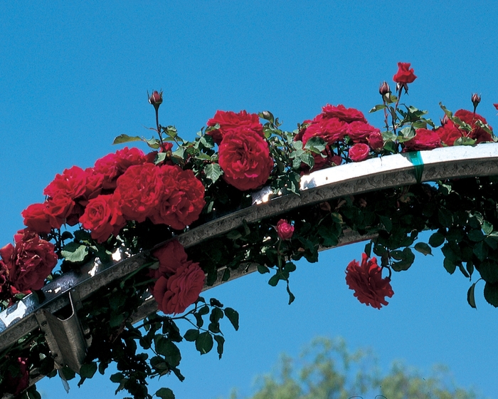Don Juan Climbing Rose - Rosa Climber 'Don Juan' from Sloat Gardens