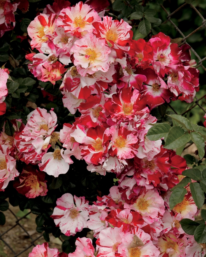 Fourth of July Climbing Rose - Rosa Climber 'Fourth of July' from Sloat Gardens