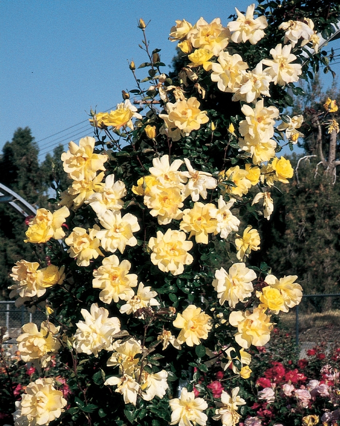 Golden Showers Climbing Rose - Rosa Climber 'Golden Showers' from Sloat Gardens