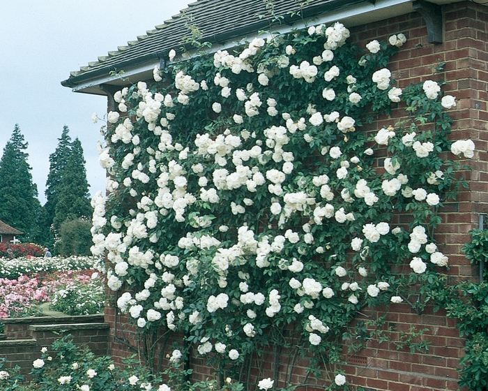 Iceberg Climbing Rose - Rosa Climber 'Iceberg' from Sloat Gardens
